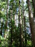 Evergreen Trees In Forest