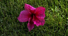 Fallen Hibiscus