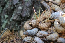 Fallen Pine Tree Cones
