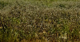 Field Of Golden Weeds Background