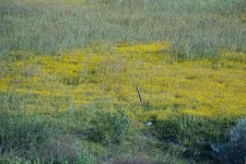 Field Of Yellow Mustard