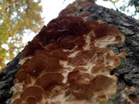 Fungus Up Tree Trunk