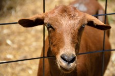 Goat Peering Through Fence