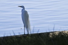 Great Egret By The Lake