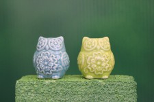 Greenscreen: Owls S&P Shakers