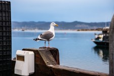 Gull Sits On Railing