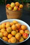 Harvested Apricots