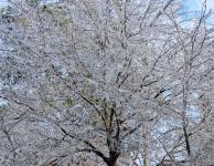 Ice Covered Tree