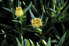 Ice Plant With Yellow Flowers