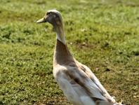 Indian Runner Duck