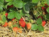 Strawberry Plantation