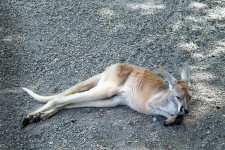 Kangaroo - Lazy