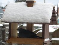 Blackbird In The Feeder
