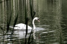 Swan On The River