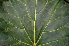 Large Veined Leaf
