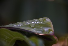 Leaf Holding Rain Drops
