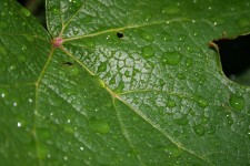 Leaf With Drops