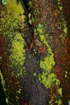 Moist Moss On Tree