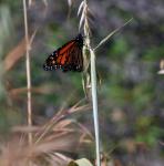 Monarch Butterfly #2