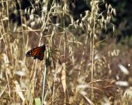 Monarch Butterfly In A Yellow Field