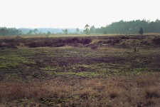 Moorland Moss Marsh And Forrest