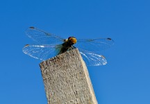 Most Serious Dragonfly