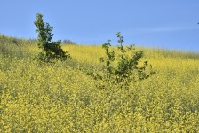 Mustard Meadow