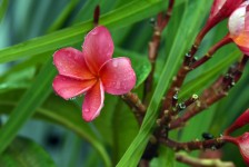 Oleander Pink Rain
