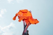 Orange Canna Lily