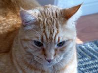 Orange Tabby Cat Face