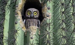 Owl In Cactus