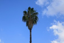Palm Tree Against The Sky