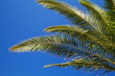 Palm Tree Leaves And Blue Sky