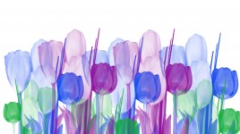 Pastel Tulips Background