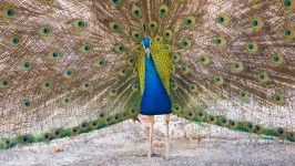 Peacock Detail