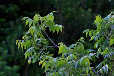 Pecan Nut Tree