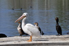 Pelican And Cormorant Birds