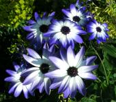 Pericallis Blue Flowers