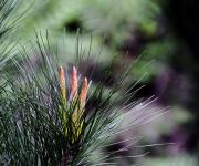 Pine Needles Background