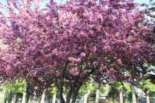 Pink Blossom Plumb Tree
