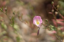 Pink California Wildflower