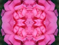 Pink Composite Rose
