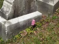 Pink Flower And Tombstone