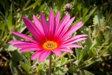 Pink Flower Details