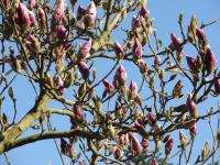 Flourishing Magnolia