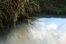 Polluted Stream