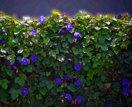 Purple Flower Wall Plant