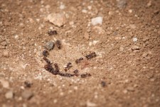 Red Ants From Colony