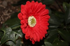 Red Artificial Flower