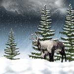 Reindeer And Calf Background